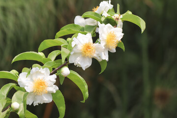Fried Egg Tree or  Oncoba spinosa Forssk.