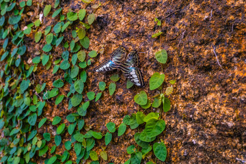 Blue Clipper Butterfly on a Vine-Covered Wall
