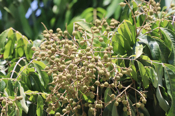 longan fruit  on a tree