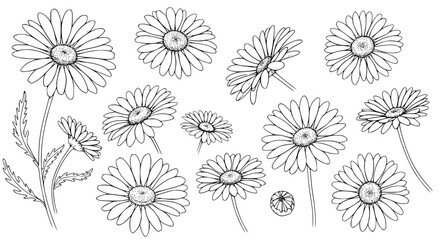 Elegant daisy flower outlines for invitations and stationery projects, a touch of nature for your designs