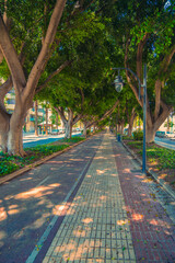 Shaded Tree-Lined Path in the City
