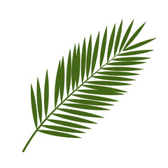 Green Palm Frond Isolated on White Background.