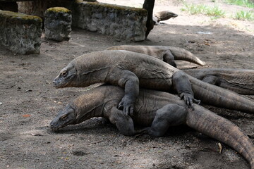 Obraz premium iguana on the rock