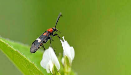 A close-up view of a colorful beetle resting on a delicate flower, showcasing intricate patterns and vibrant colors against a soft green backdrop.