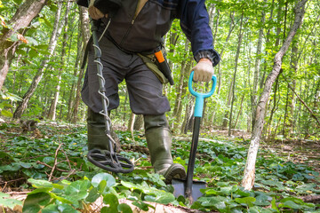 A person uses a metal detector in a dense green forest, carefully scanning the ground among plants....