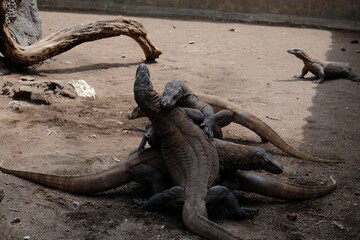 lizard on the ground