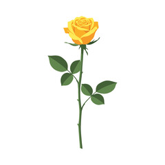 Yellow rose isolated on white background © Wiwit