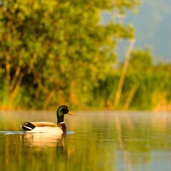 Obraz premium Duck on a calm lake at sunrise
