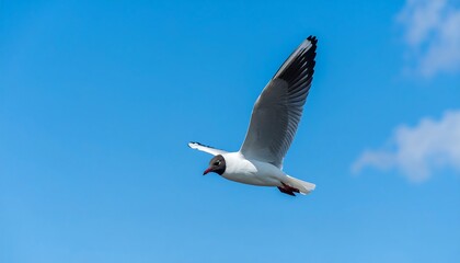 Obraz premium A single seagull soars through a vibrant blue sky, wings outstretched against a backdrop of fluffy white clouds.