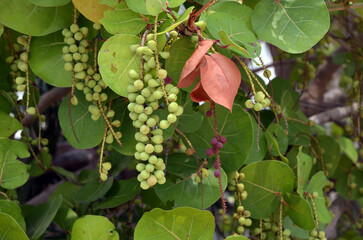 bunch of  green sea grapes on the vine
