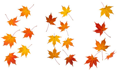 Fototapeta premium Maple leaf set PNG. Autumn fall maple leaves falling down PNG. Orange, yellow and red maple leaf isolated. Fall foliage PNG. Scattered maple leaves falling down for seasonal autumn visuals isolated