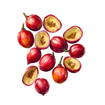 A photo  of Pitomba (Talisia esculenta) showcasing vibrant natural colors and intricate textures  highlight its unique form