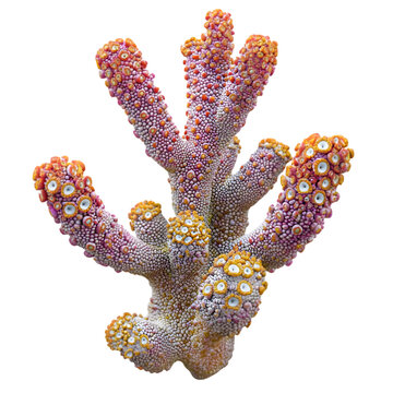 A photo  of Pitomba (Talisia esculenta) showcasing vibrant natural colors and intricate textures  highlight its unique form