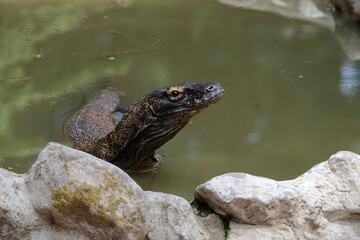 frog in the pond