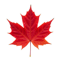 Vibrant red maple leaf symbol of canada autumnal nature closeup detailed texture isolated on black transparent background