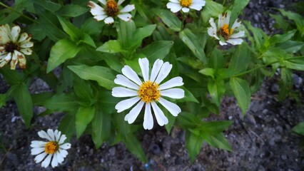 white zinnia elegance flower in the garden