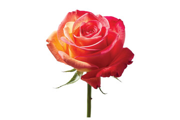 red rose isolated on white background