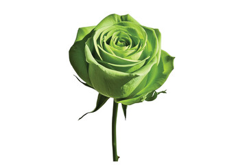 rose isolated on white background