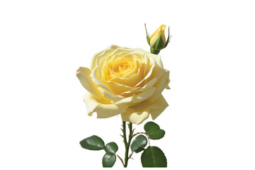 yellow rose isolated on white