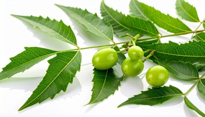 Branch with elongated serrated green leaves and clusters of small round green fruits.