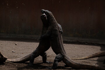 Fototapeta premium lizard on the rock