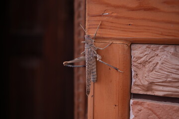 Desert Locust or Grasshopper in Uzbekistan - ウズベキスタン サバクトビバッタ