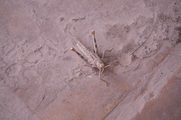 Desert Locust or Grasshopper in Uzbekistan - ウズベキスタン サバクトビバッタ