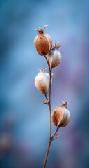 Dried seed pods on a stem against a soft, blue-purple background