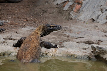 turtle swimming in water