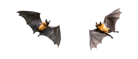 Flying bat set isolated on transparent background, PNG, cut out