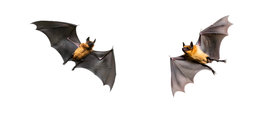 Flying bat set isolated on transparent background, PNG, cut out - Powered by Adobe