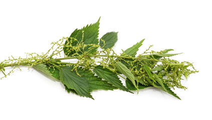 Nettles with flowers.