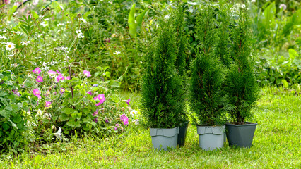 Planting young thujas in open ground
