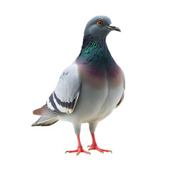 Obraz premium Realistic gray pigeon standing in profile isolated on white background ideal for urban wildlife birdwatching nature photography educational materials and stock imagery for digital and print use