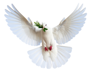 Elegant White Dove in Flight Holding Branch, isolated on transparent background PNG