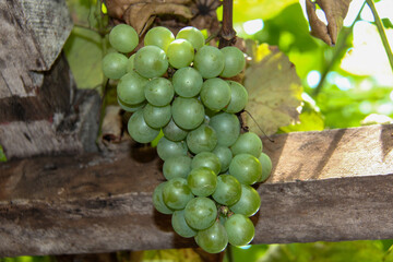Bunch of white grapes on the vine