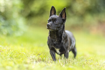 Small black Chihuahua dog outdoors in summer garden looking curious