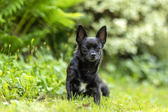 Small black Chihuahua dog outdoors in summer garden looking curious - Powered by Adobe