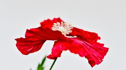 Vibrant red field poppy with delicate crepe petals against a clean white background showcasing natural lighting in a minimal floral style