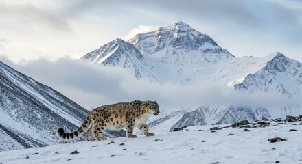 A snow leopard hunts at high altitudes in the Himalayas.