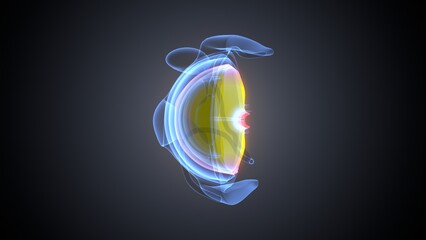 human eye and eyeball anatomy. 3d render