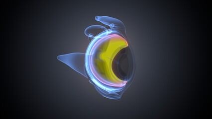 human eye and eyeball anatomy. 3d render
