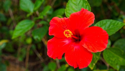 Fototapeta premium Vibrant red hibiscus flower stands out against a backdrop of lush greenery.