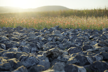3D Rendering of Close-Up Shot of Gravel Garden with Blurred Wildflower Meadow at Sunset