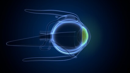 human eye and eyeball anatomy. 3d render