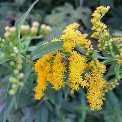 bee on a flower