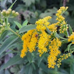 bee on flower