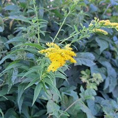 butterfly on yellow flower