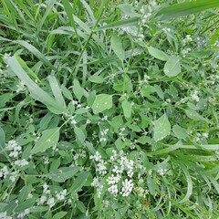 close up of fresh herbs