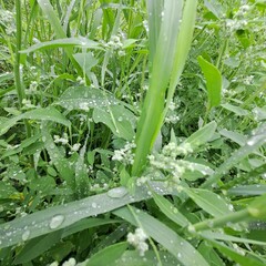 fresh green onion